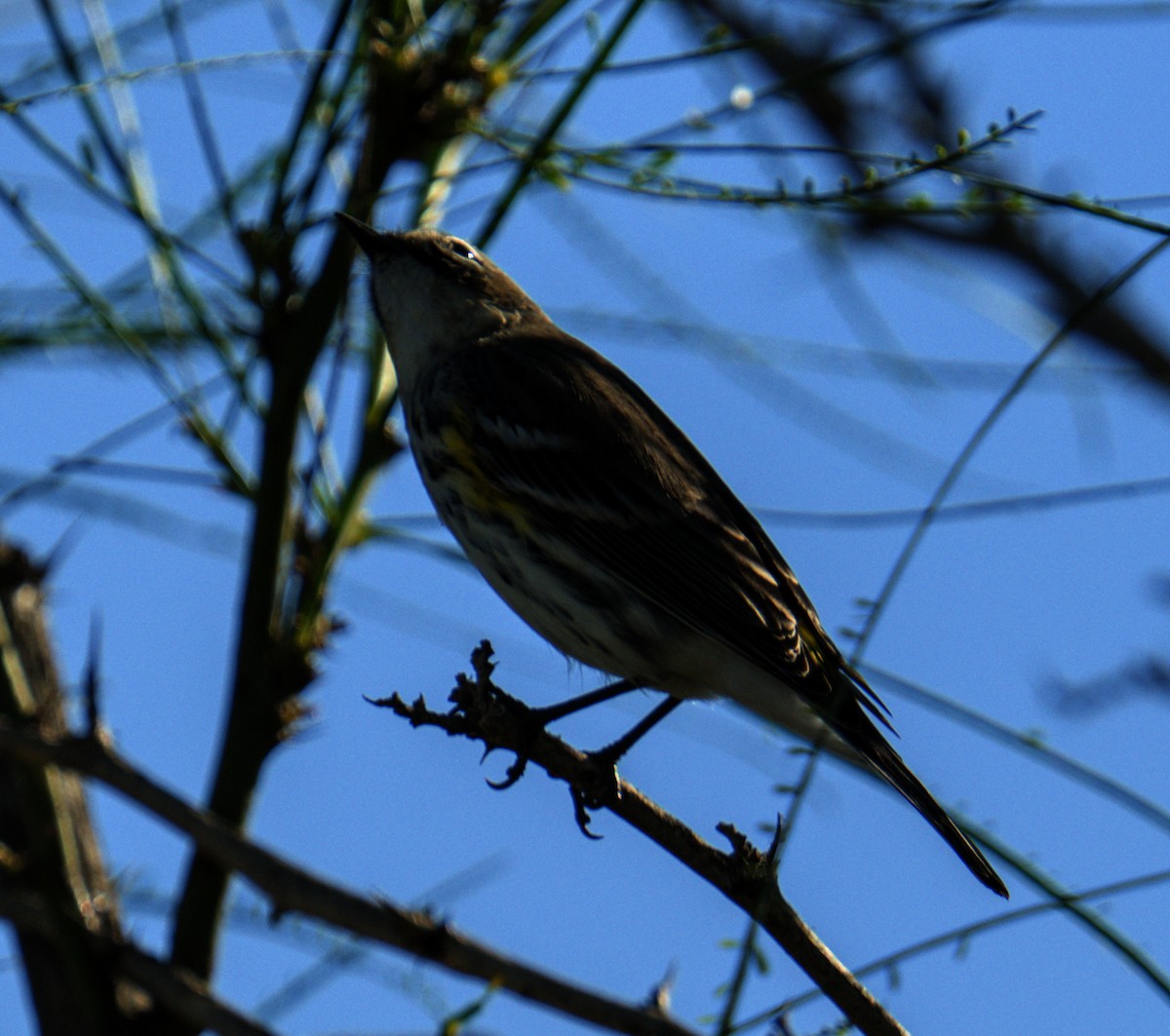 lesňáček žlutoskvrnný - ML644978523