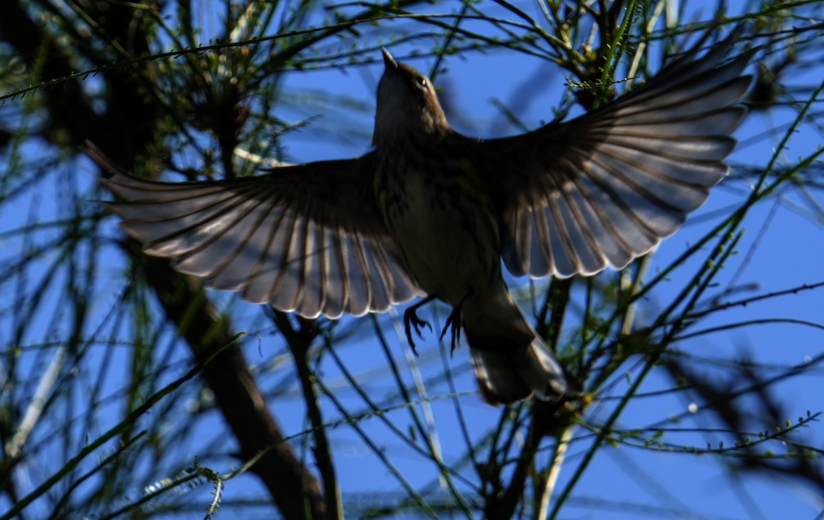 lesňáček žlutoskvrnný - ML644978524