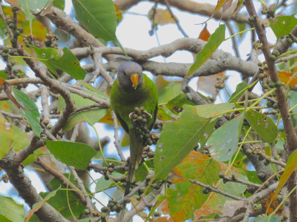 Plum-headed Parakeet - ML644978525