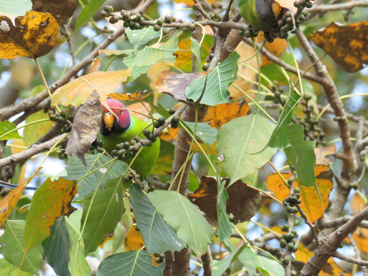 Plum-headed Parakeet - ML644978535