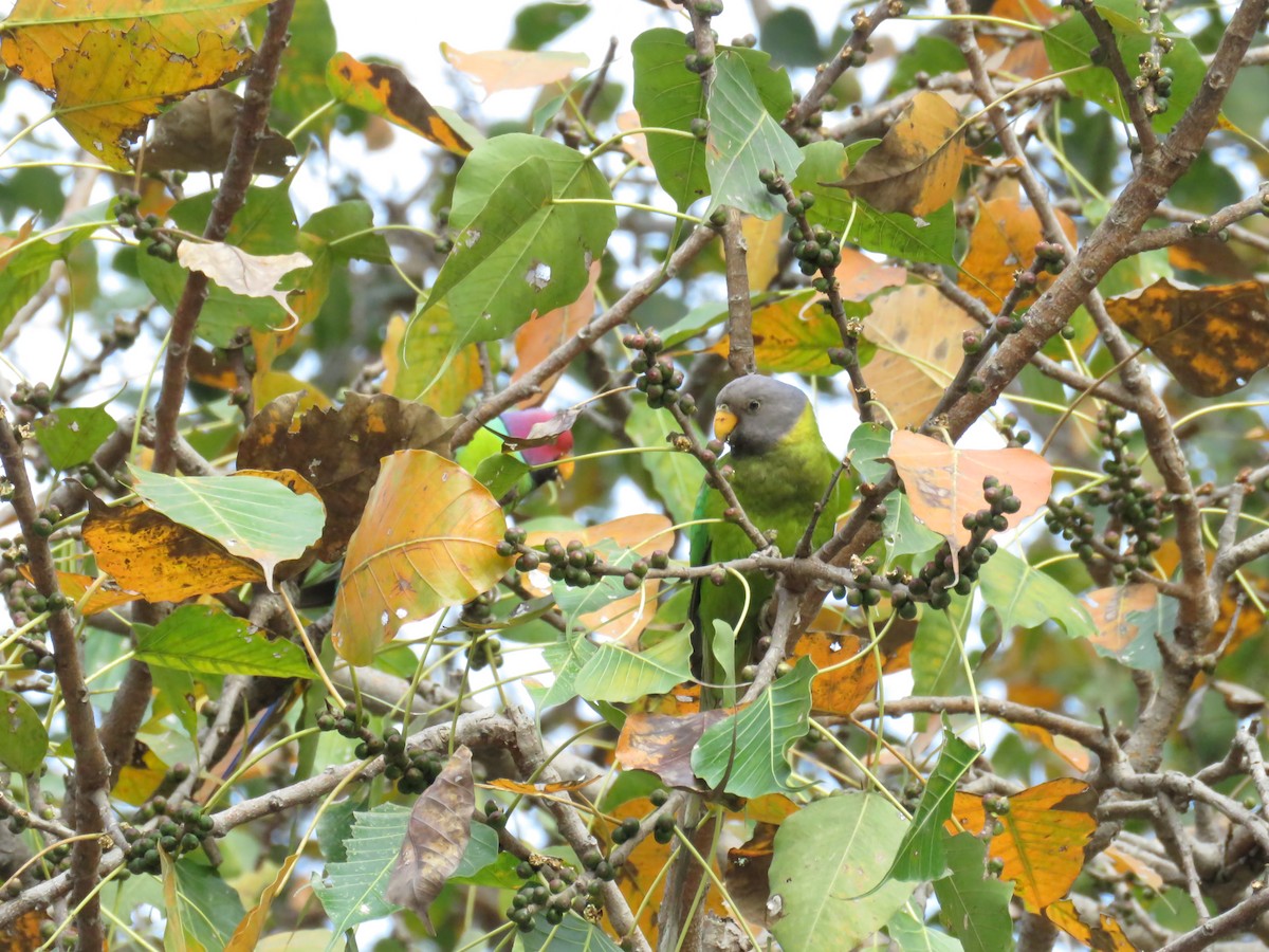 Plum-headed Parakeet - ML644978536