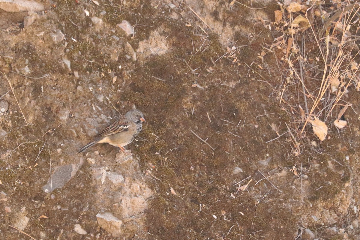Mourning Sierra Finch - ML644978542