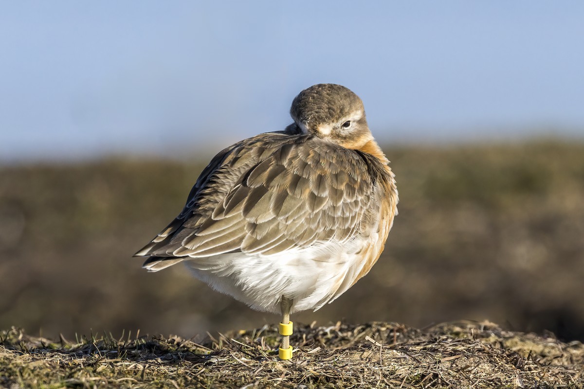 Red-breasted Dotterel (Southern) - ML644978549