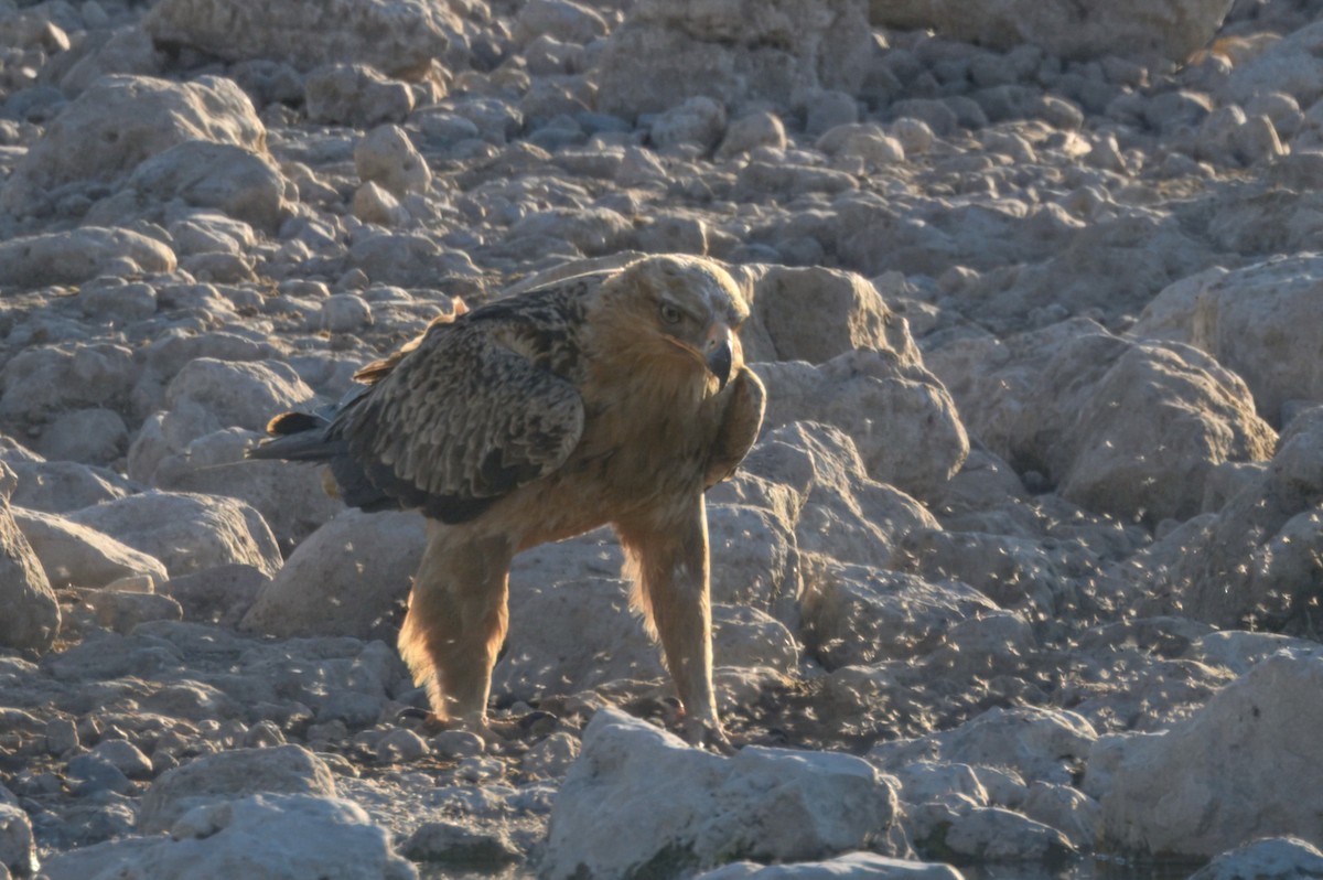 Tawny Eagle - ML644978558