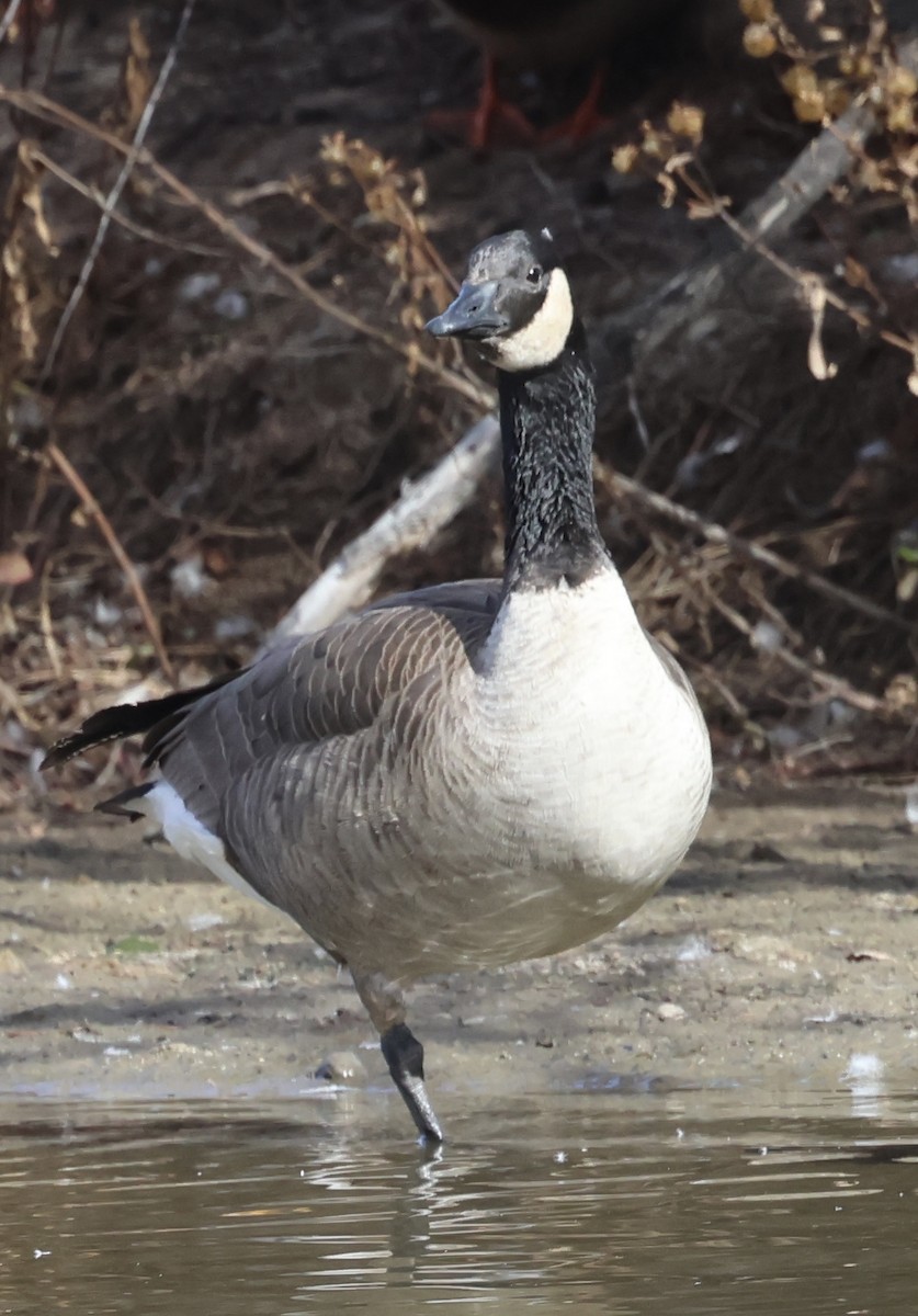 Bernache du Canada - ML644978578