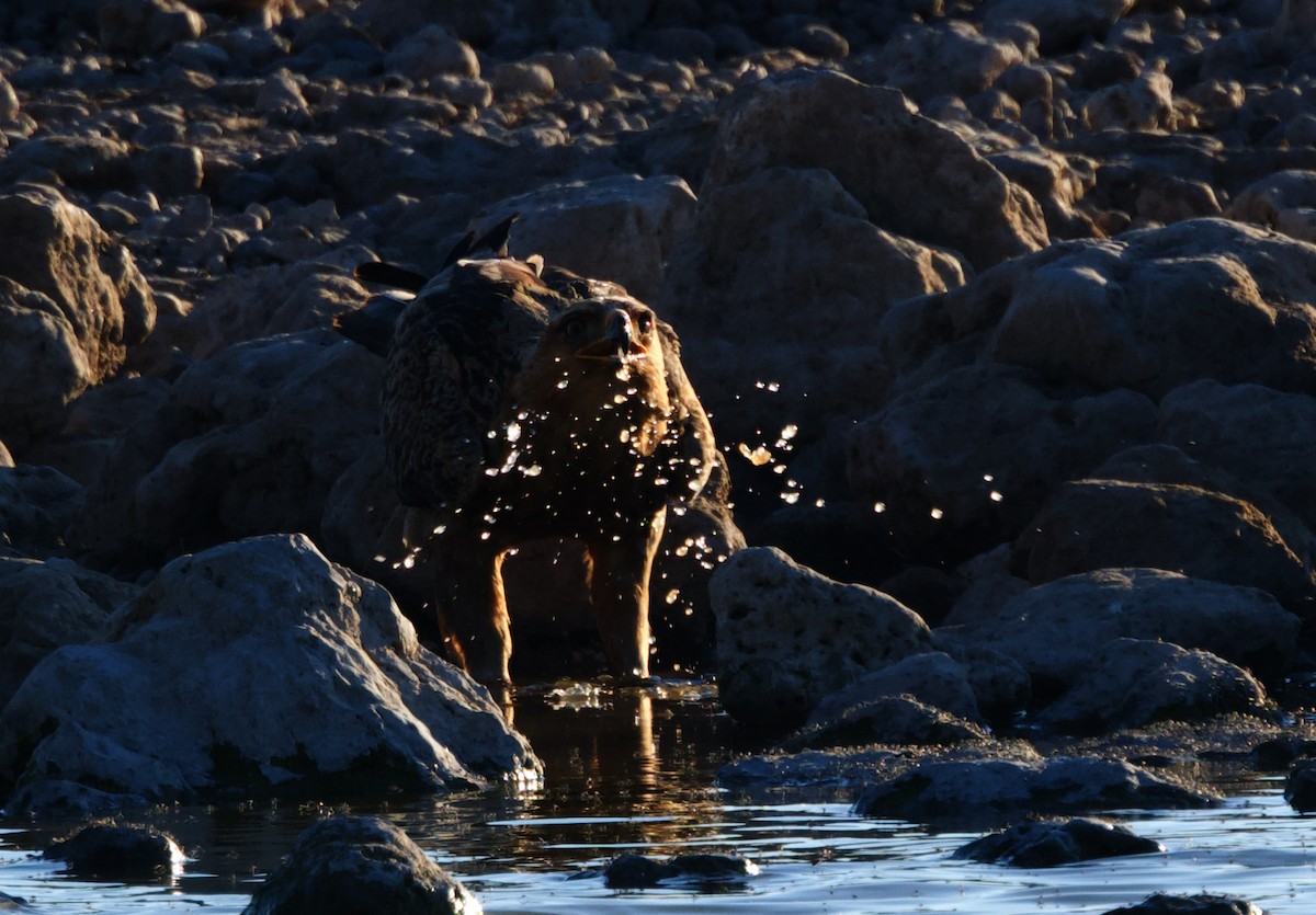 Tawny Eagle - ML644978580