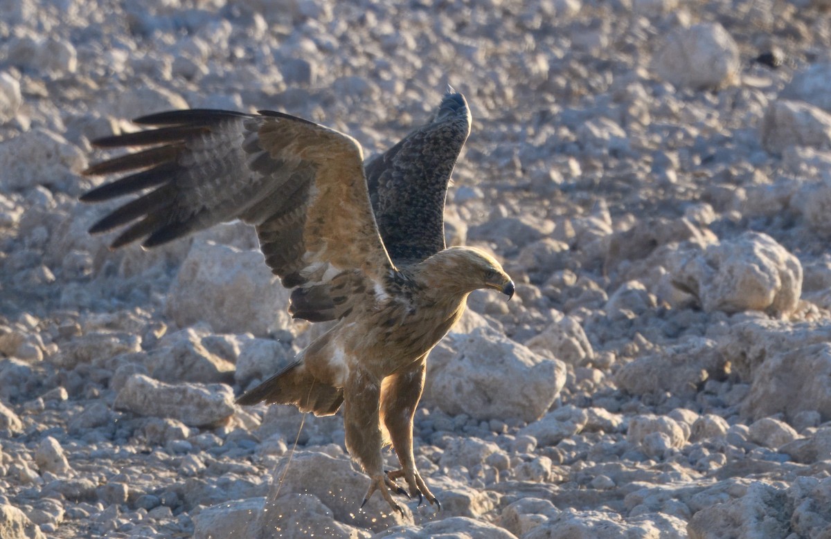 Tawny Eagle - ML644978581