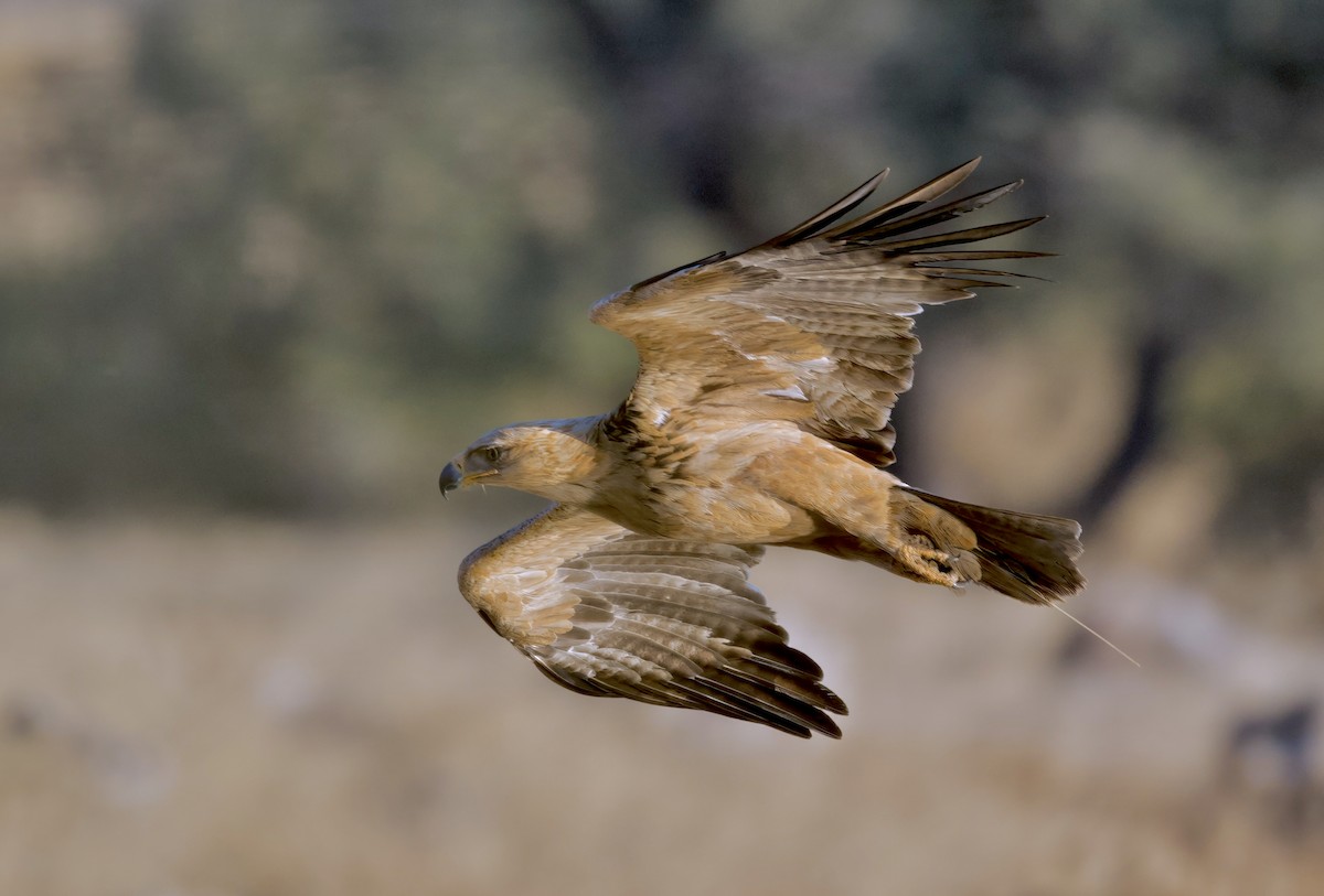 Tawny Eagle - ML644978582