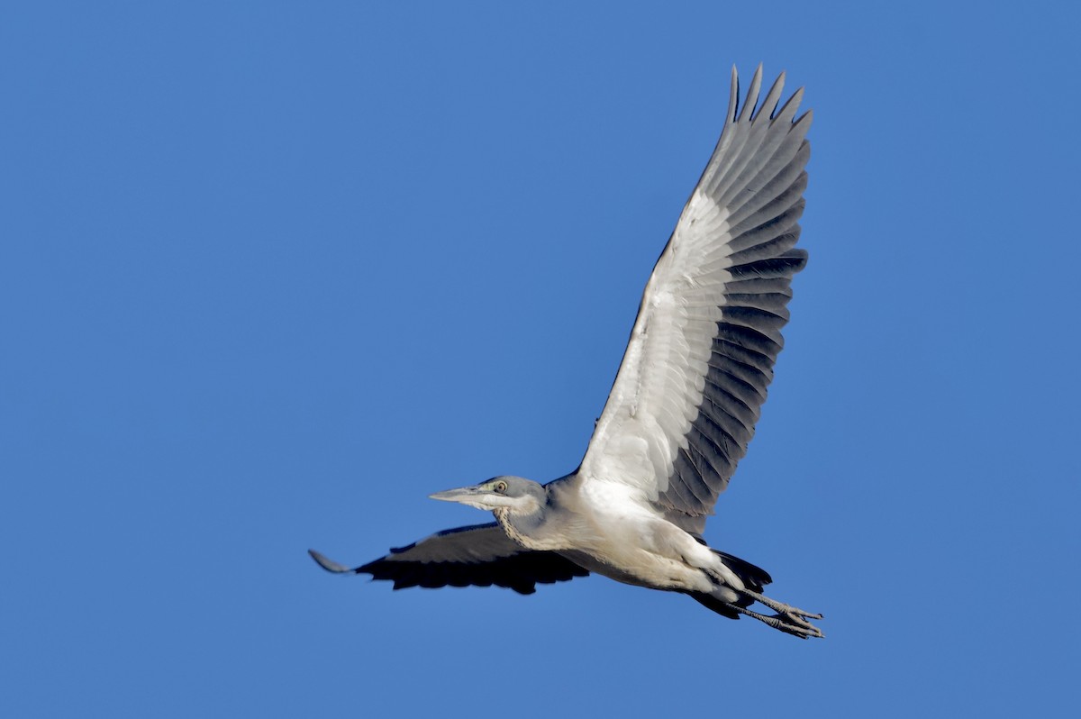 Héron mélanocéphale - ML644978594