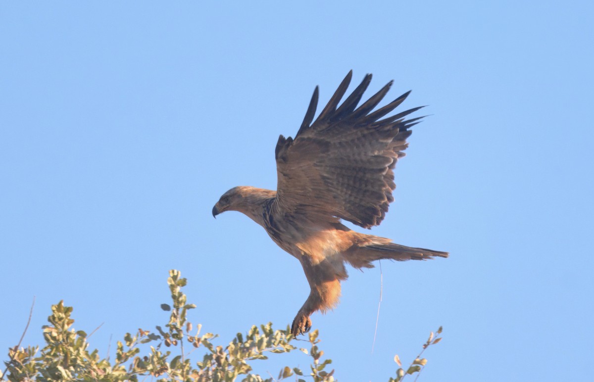 Tawny Eagle - ML644978608