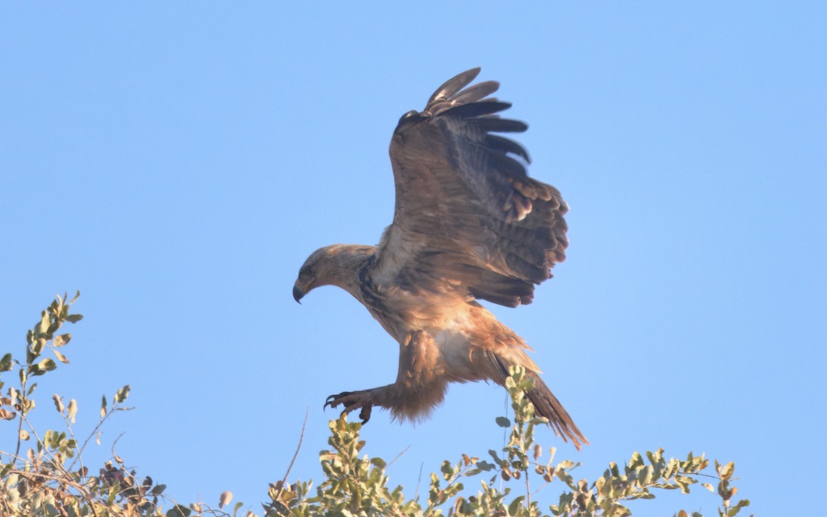 Tawny Eagle - ML644978609
