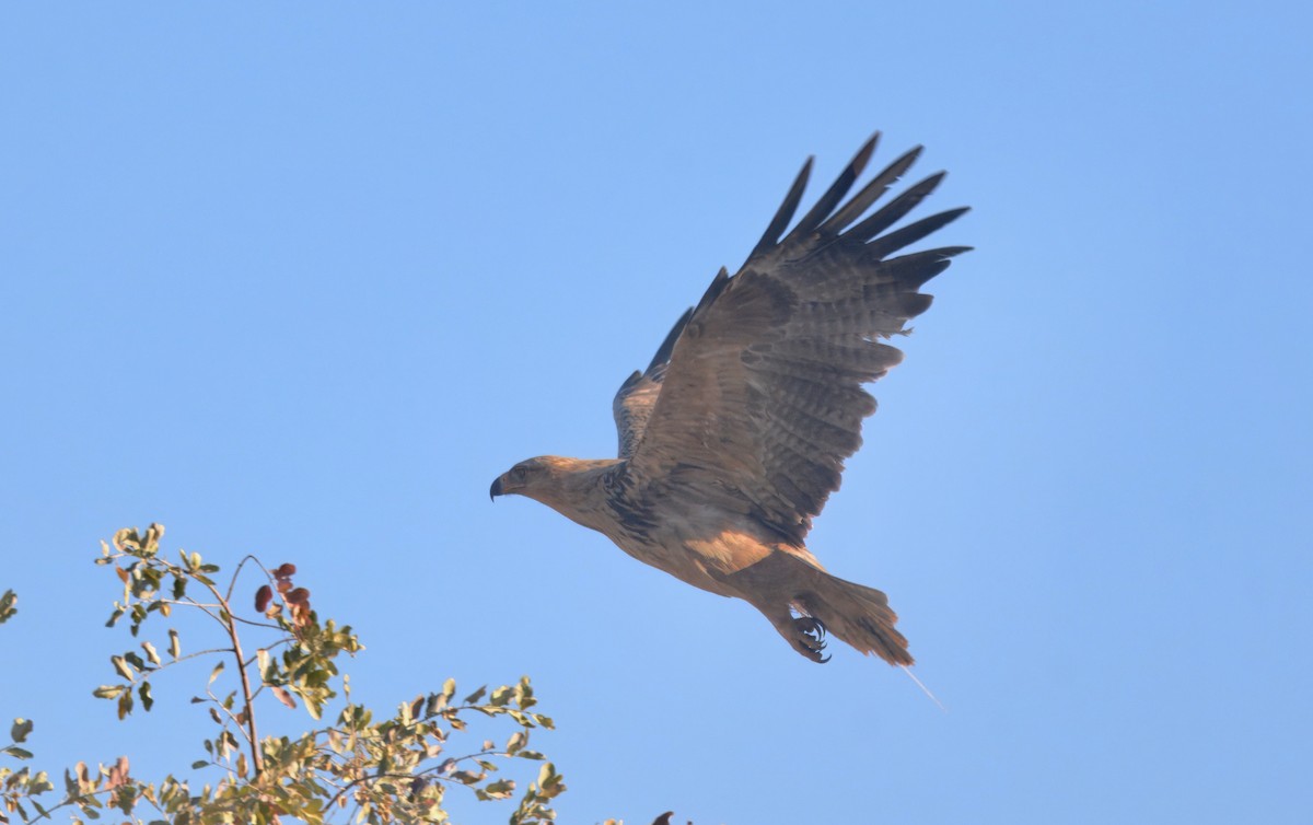 Tawny Eagle - ML644978610