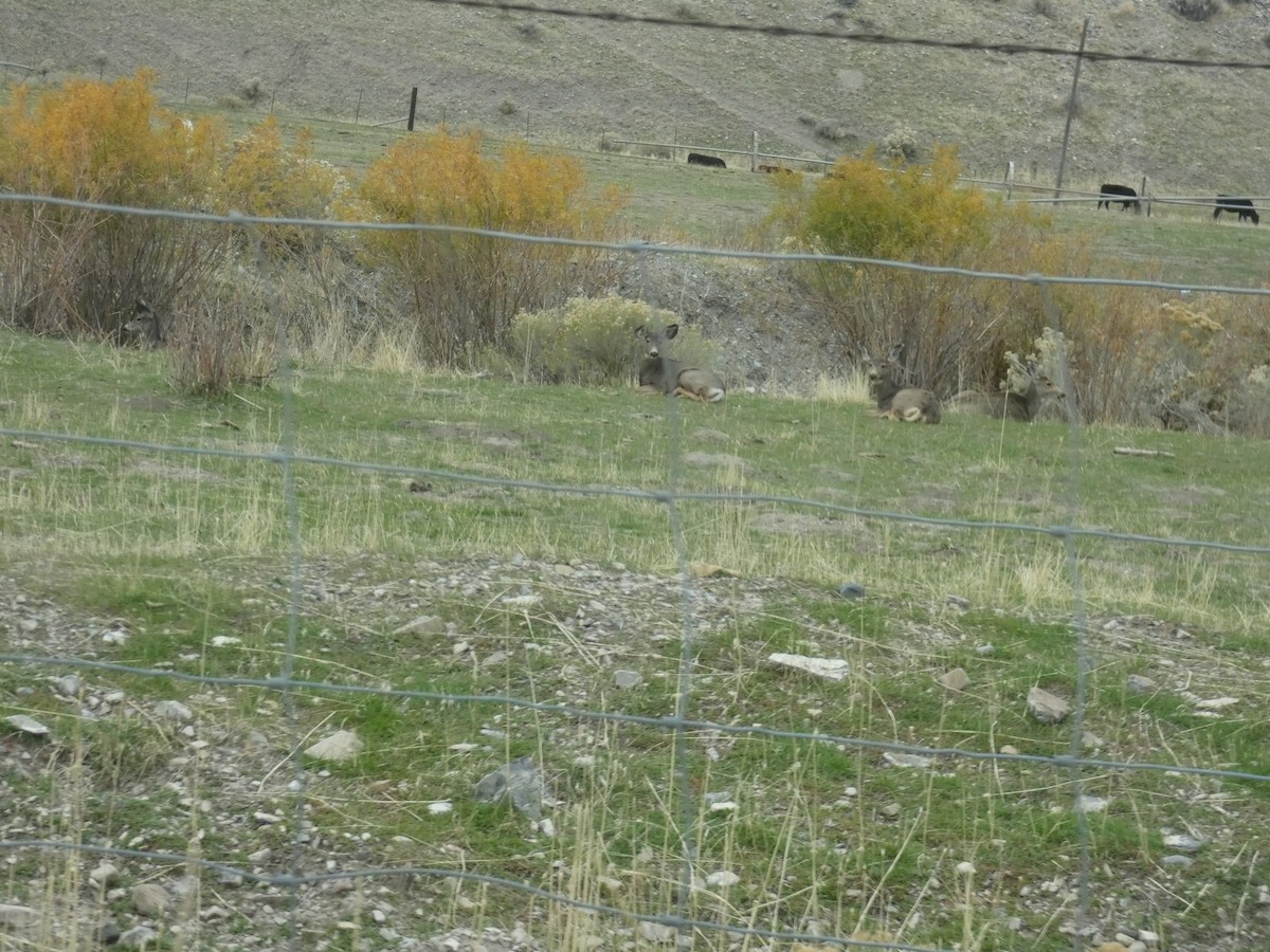 哺乳綱 - ML644978628