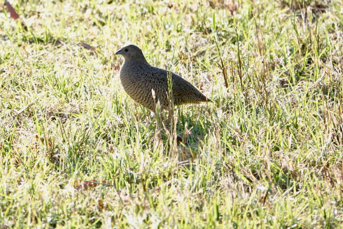 Brown Quail - ML644978634