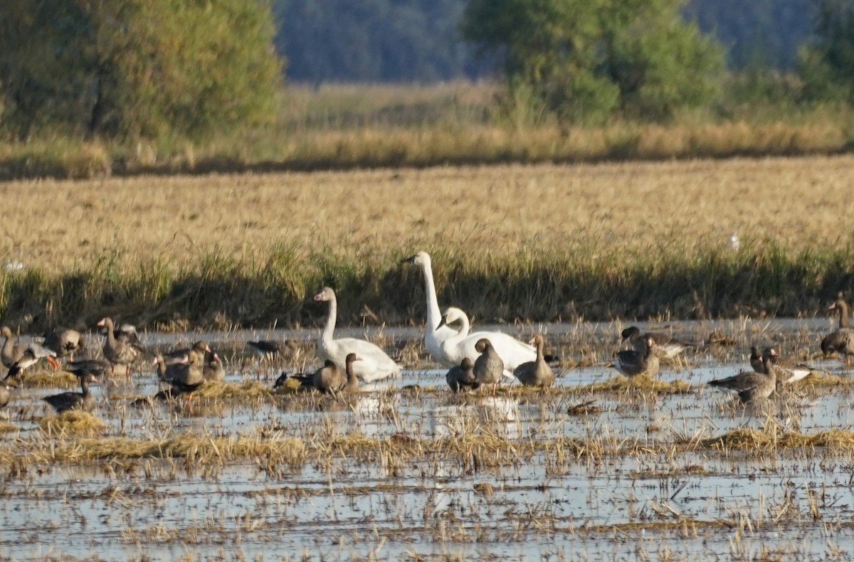Tundra Swan - ML644978638