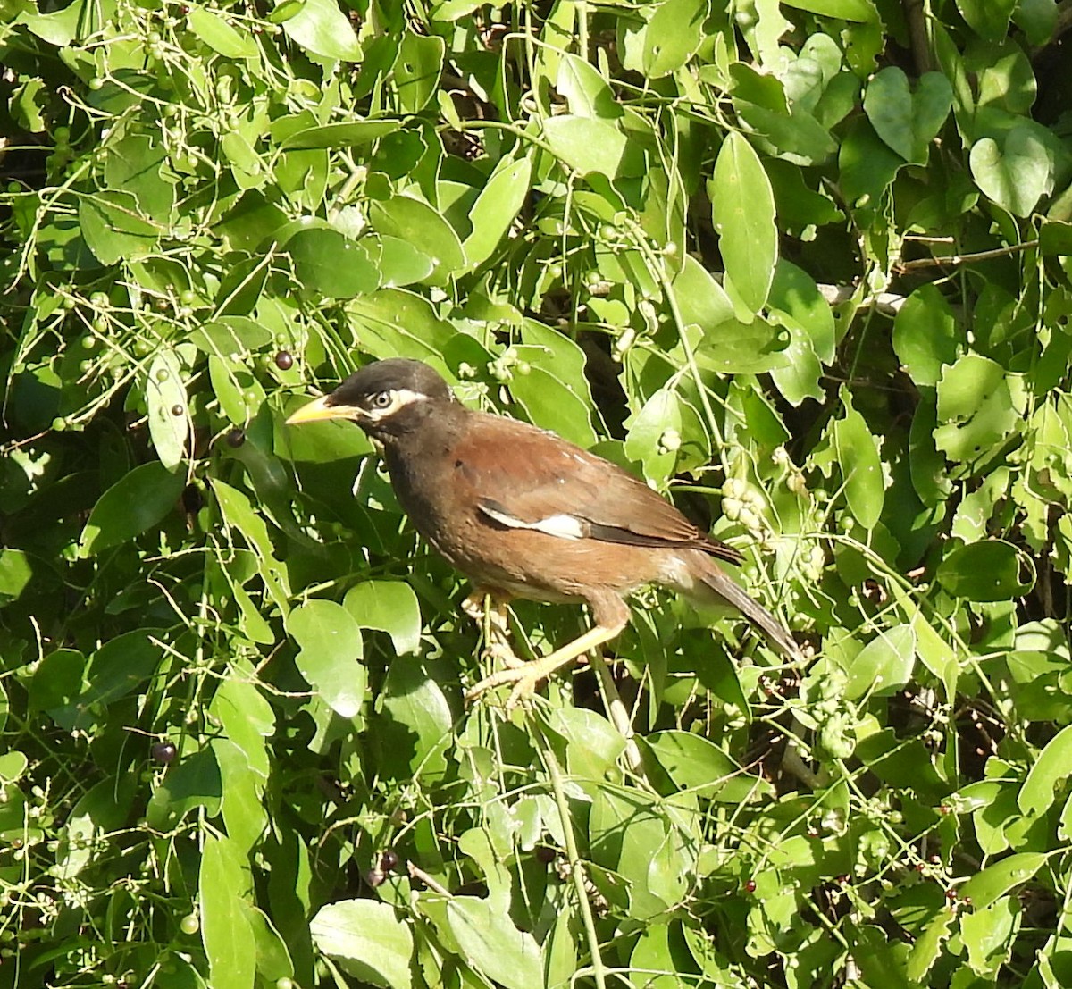 Common Myna - ML644978639