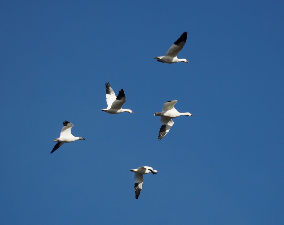 Snow Goose - ML644978643