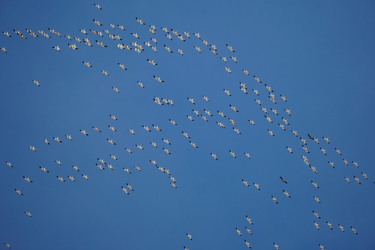 Snow Goose - ML644978644