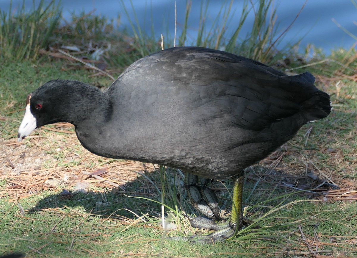 Focha Americana - ML644978645