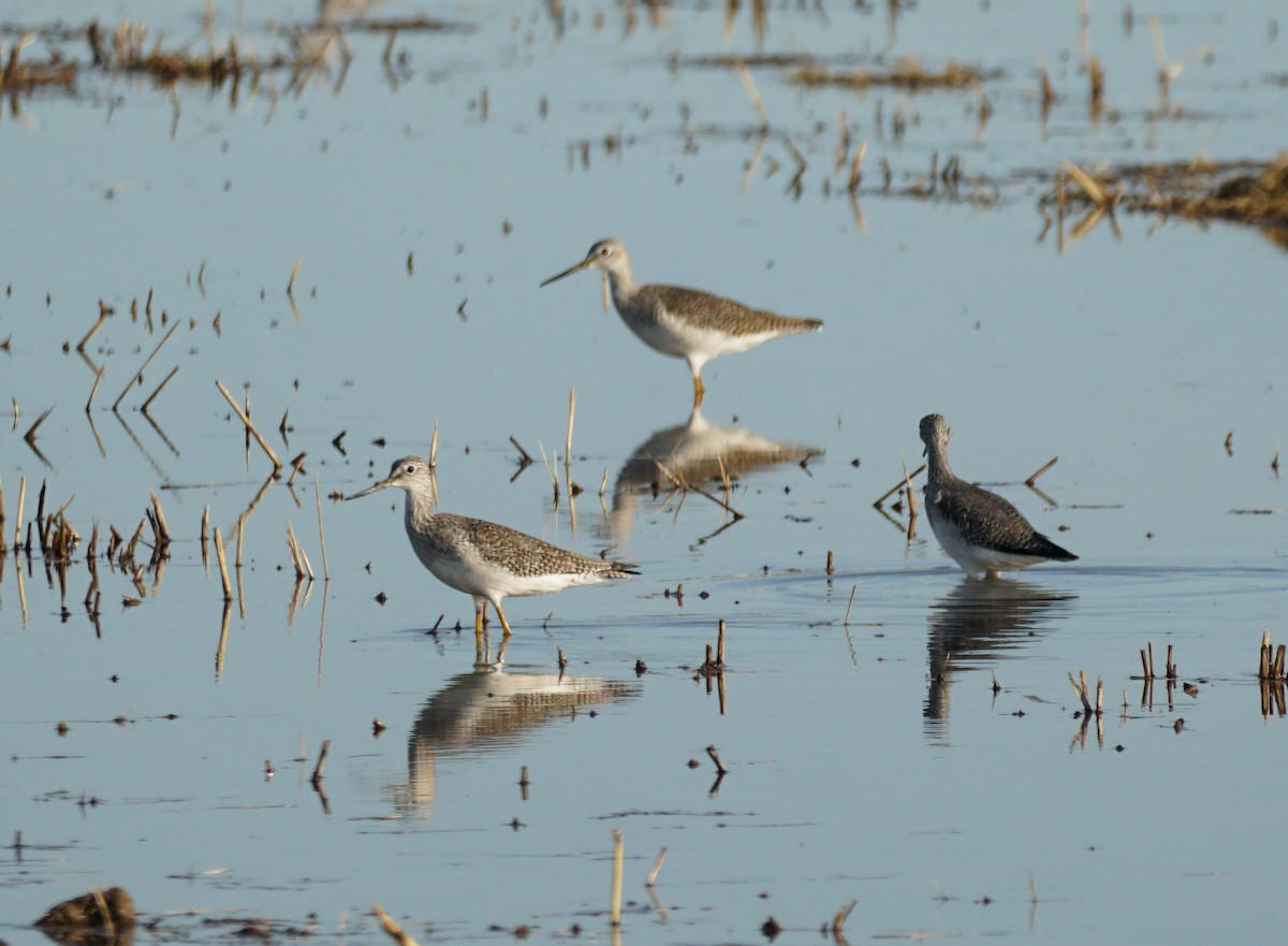 Greater Yellowlegs - ML644978648