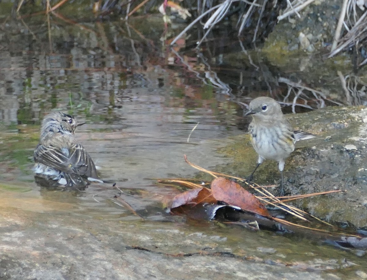 lesňáček žlutoskvrnný - ML644978649