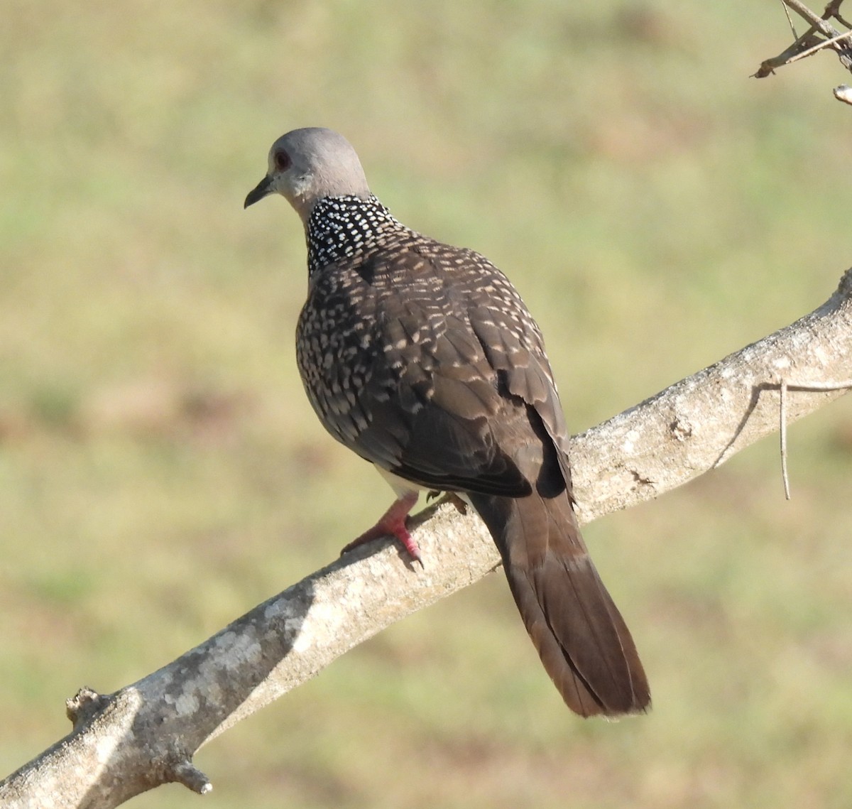 Spotted Dove - ML644978654