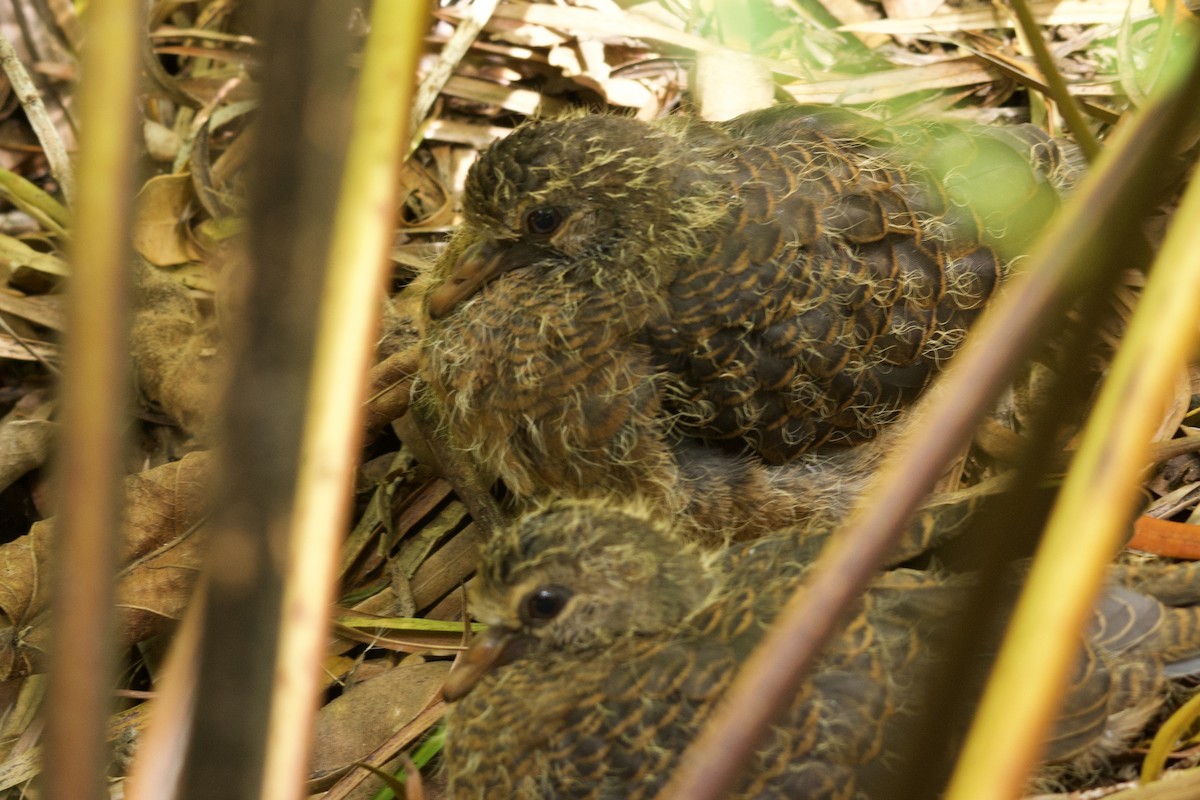 holub houkavý - ML644978657