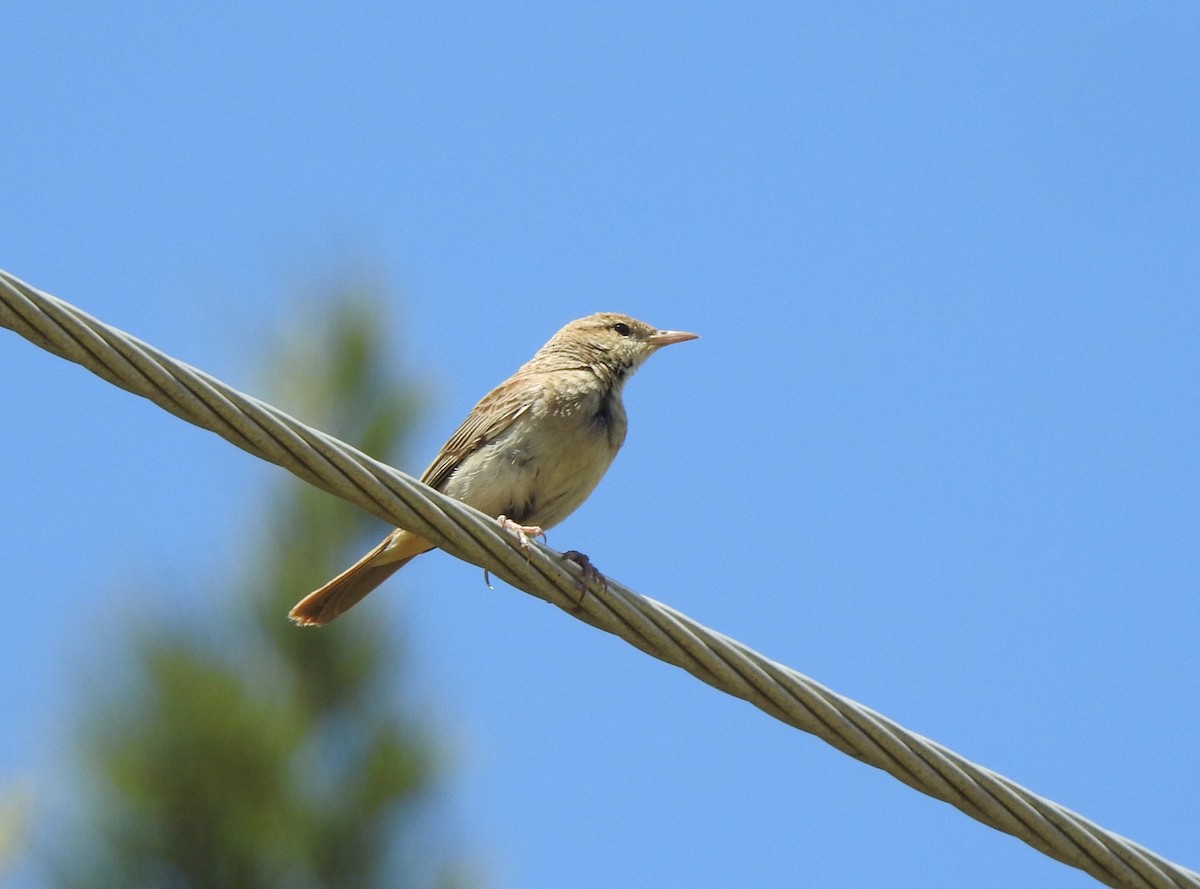 Rufous Songlark - ML644978659