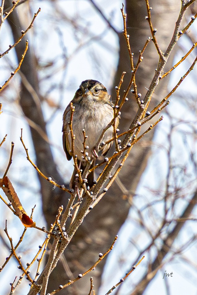 Swamp Sparrow - ML644978662