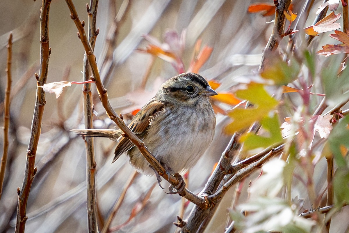 Swamp Sparrow - ML644978663