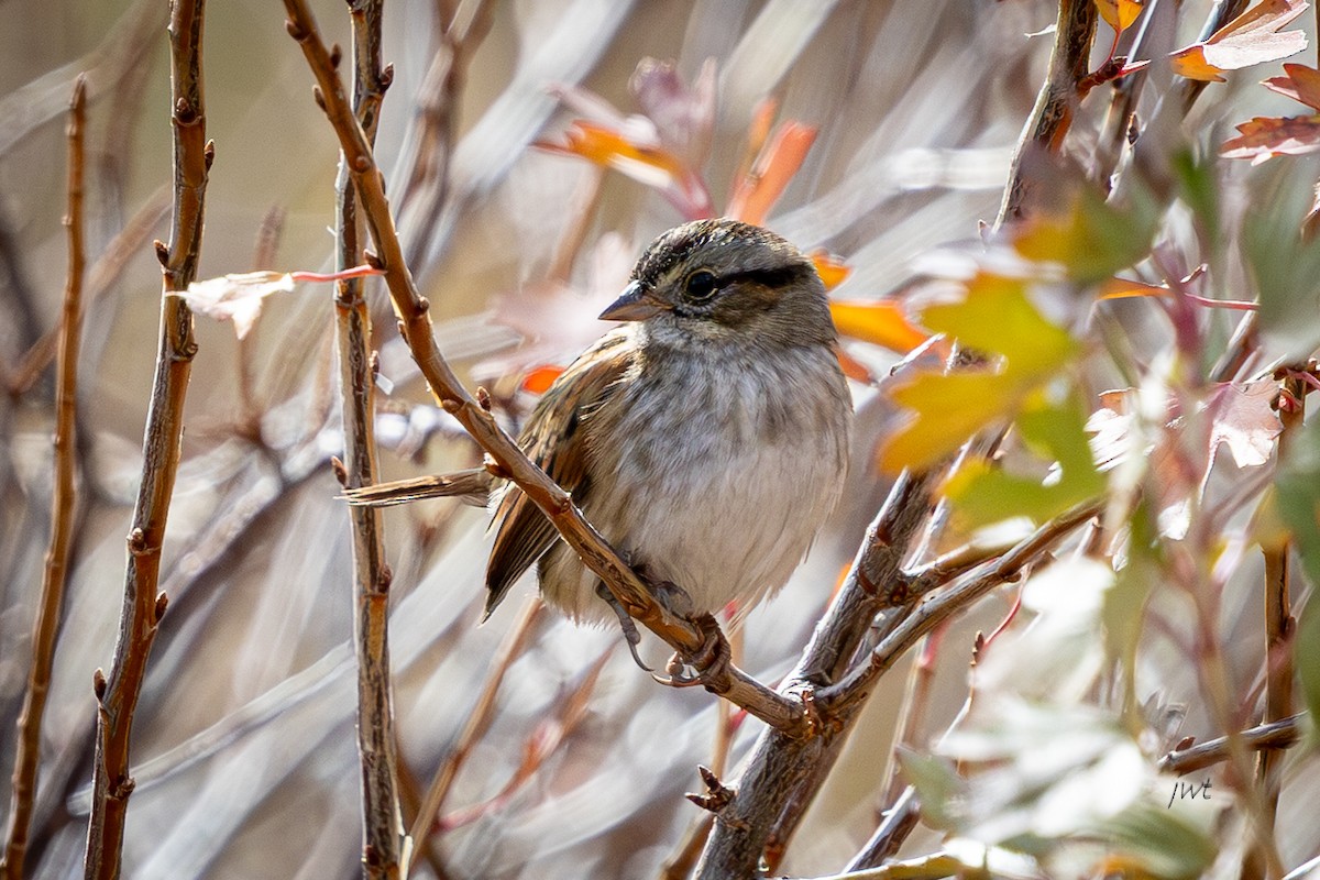 Swamp Sparrow - ML644978664