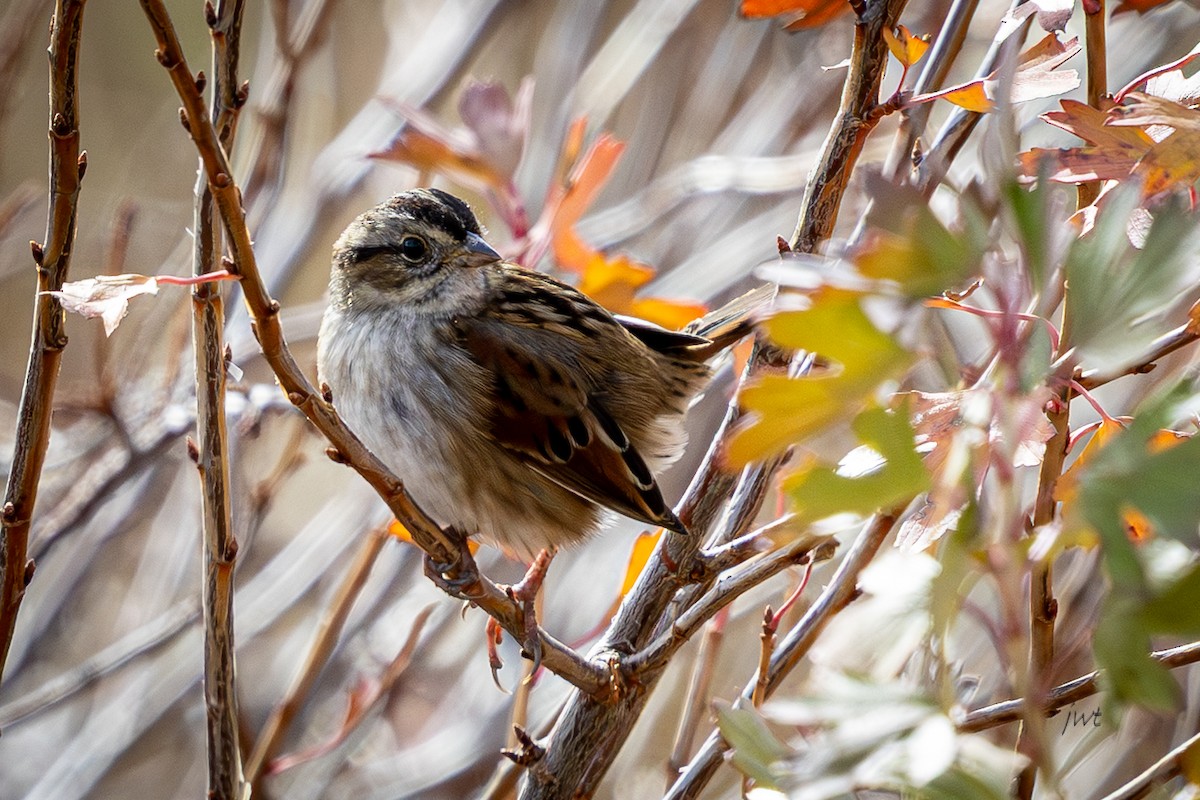Swamp Sparrow - ML644978665