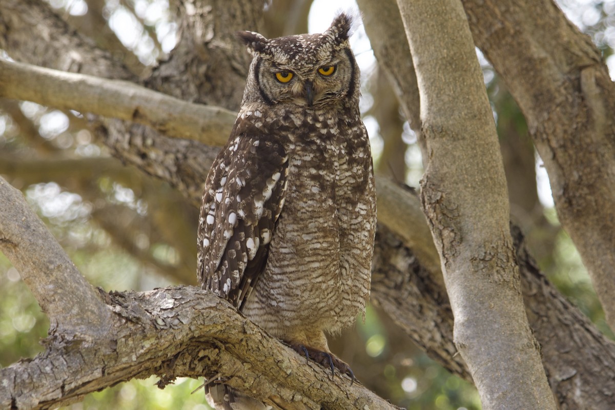 výr africký - ML644978670