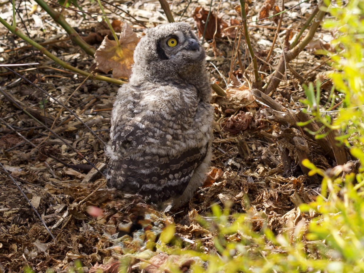 výr africký - ML644978671