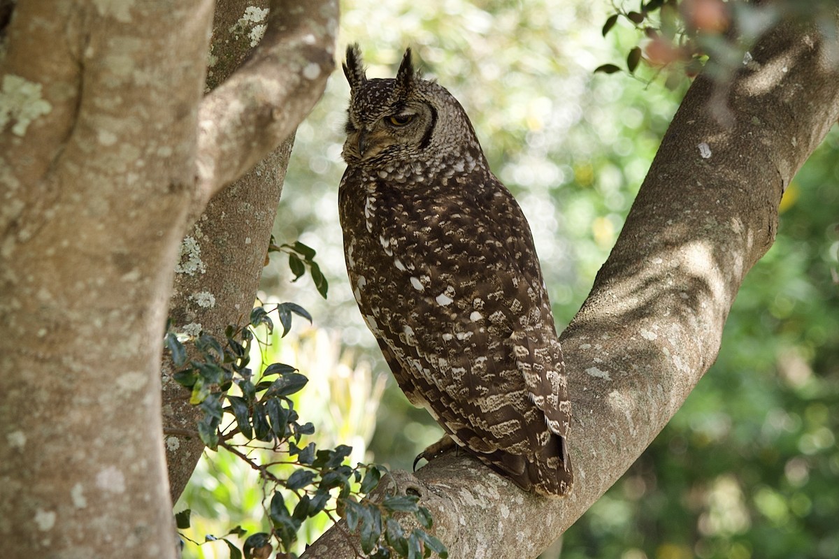 výr africký - ML644978672