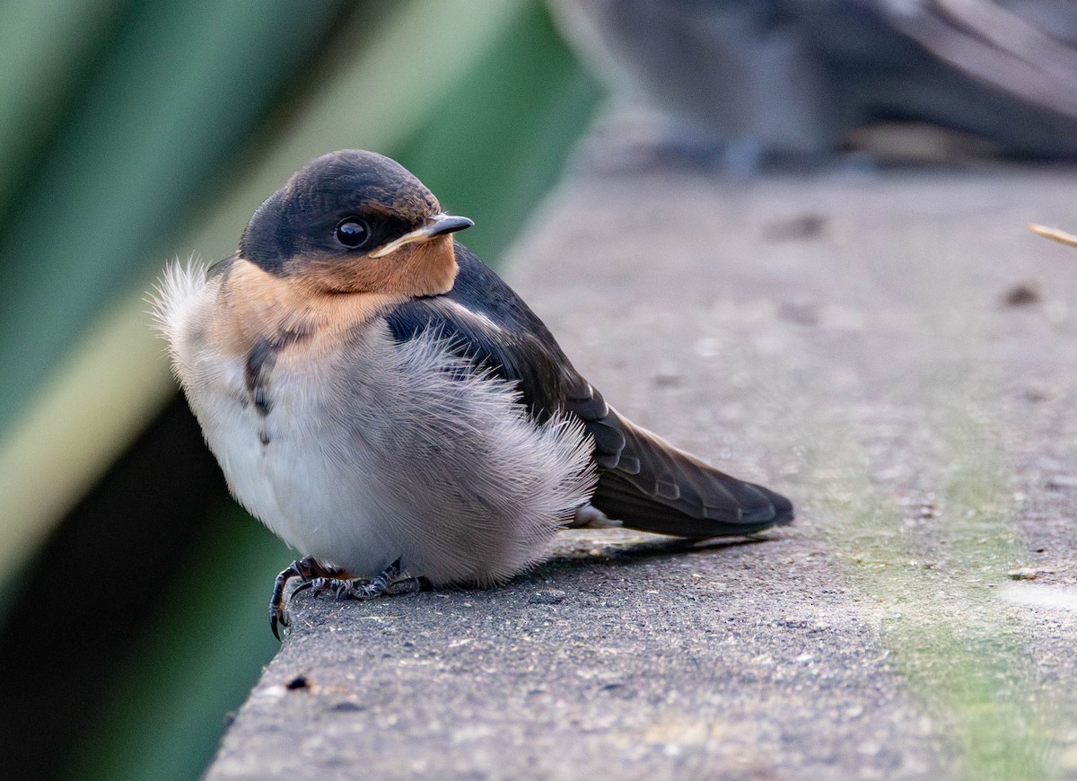 vlaštovka šedobřichá - ML644978673