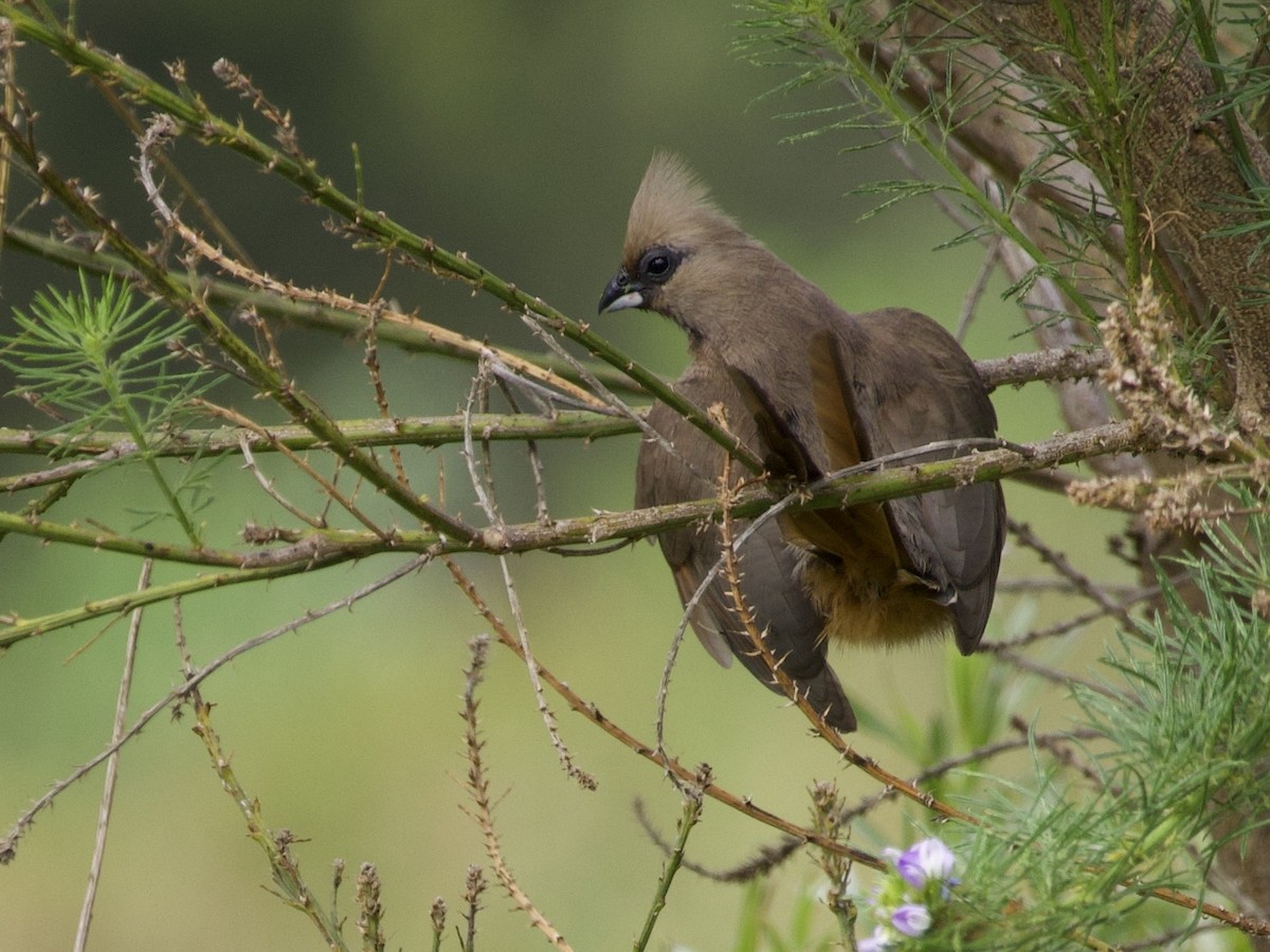 myšák hnědokřídlý - ML644978683