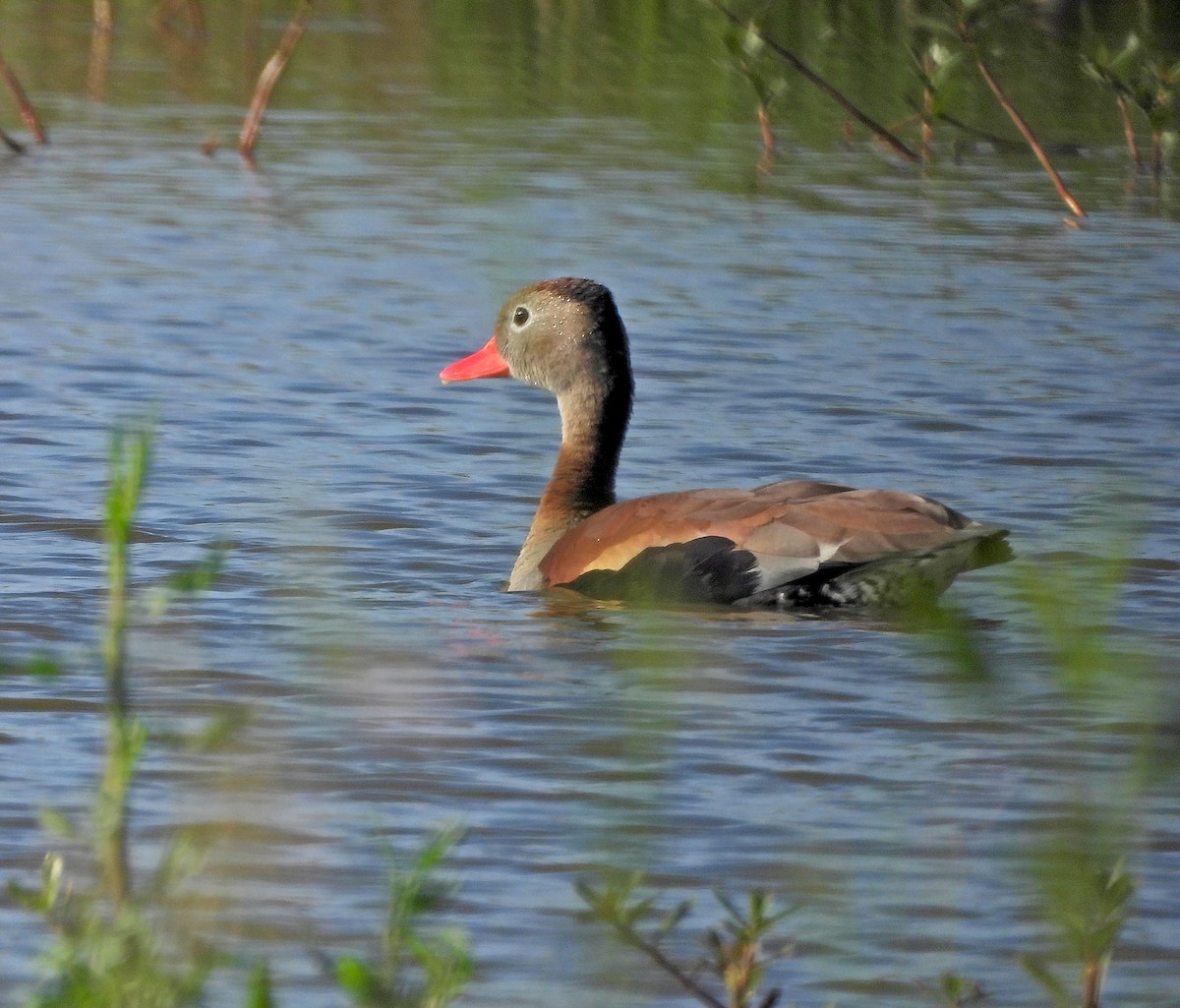 husička černobřichá - ML644978684