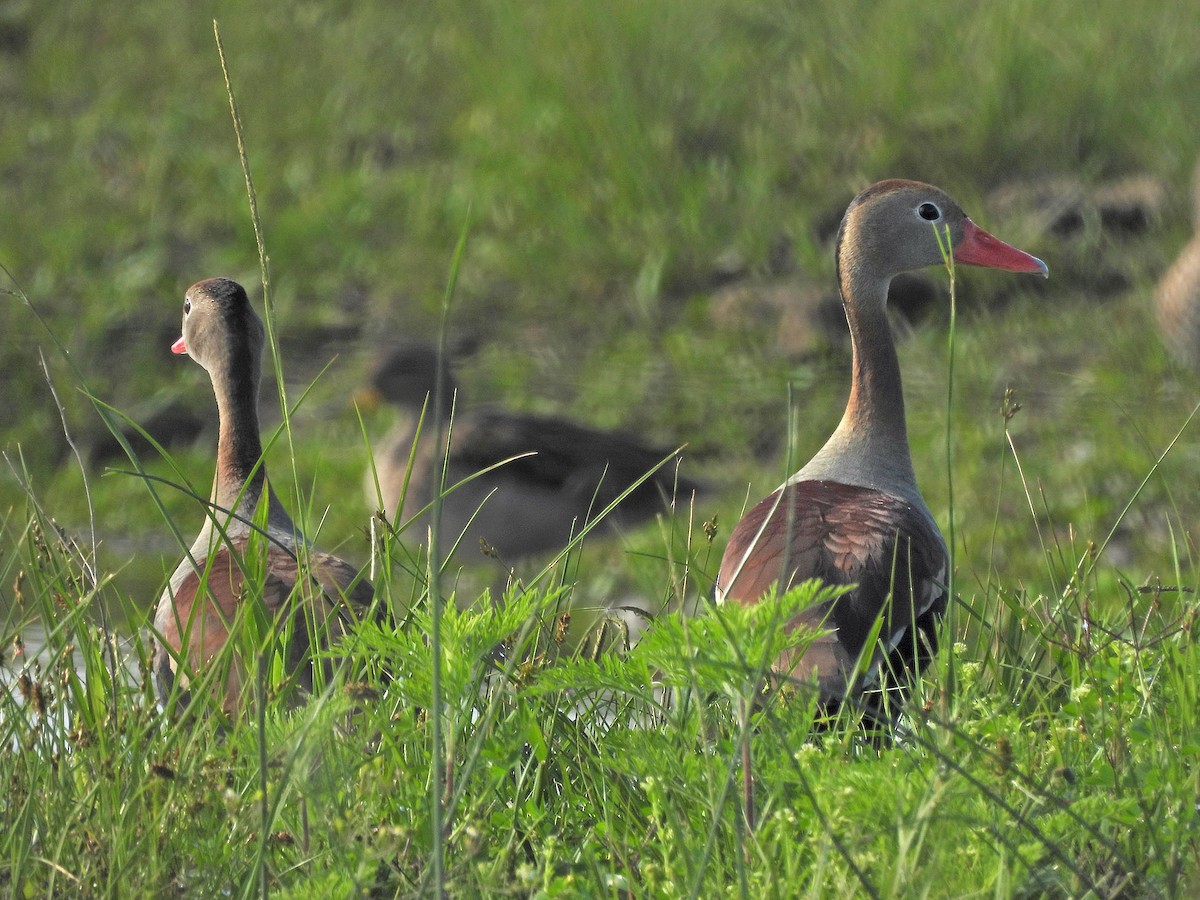 husička černobřichá - ML644978685