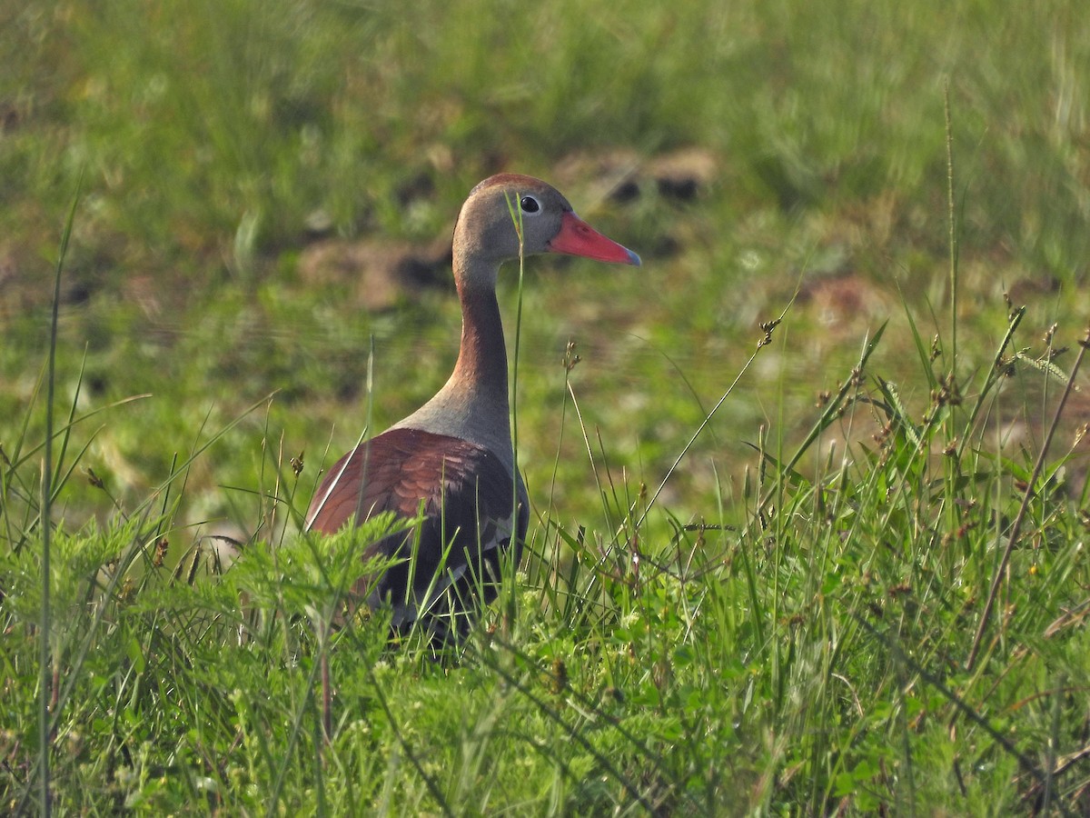 husička černobřichá - ML644978686