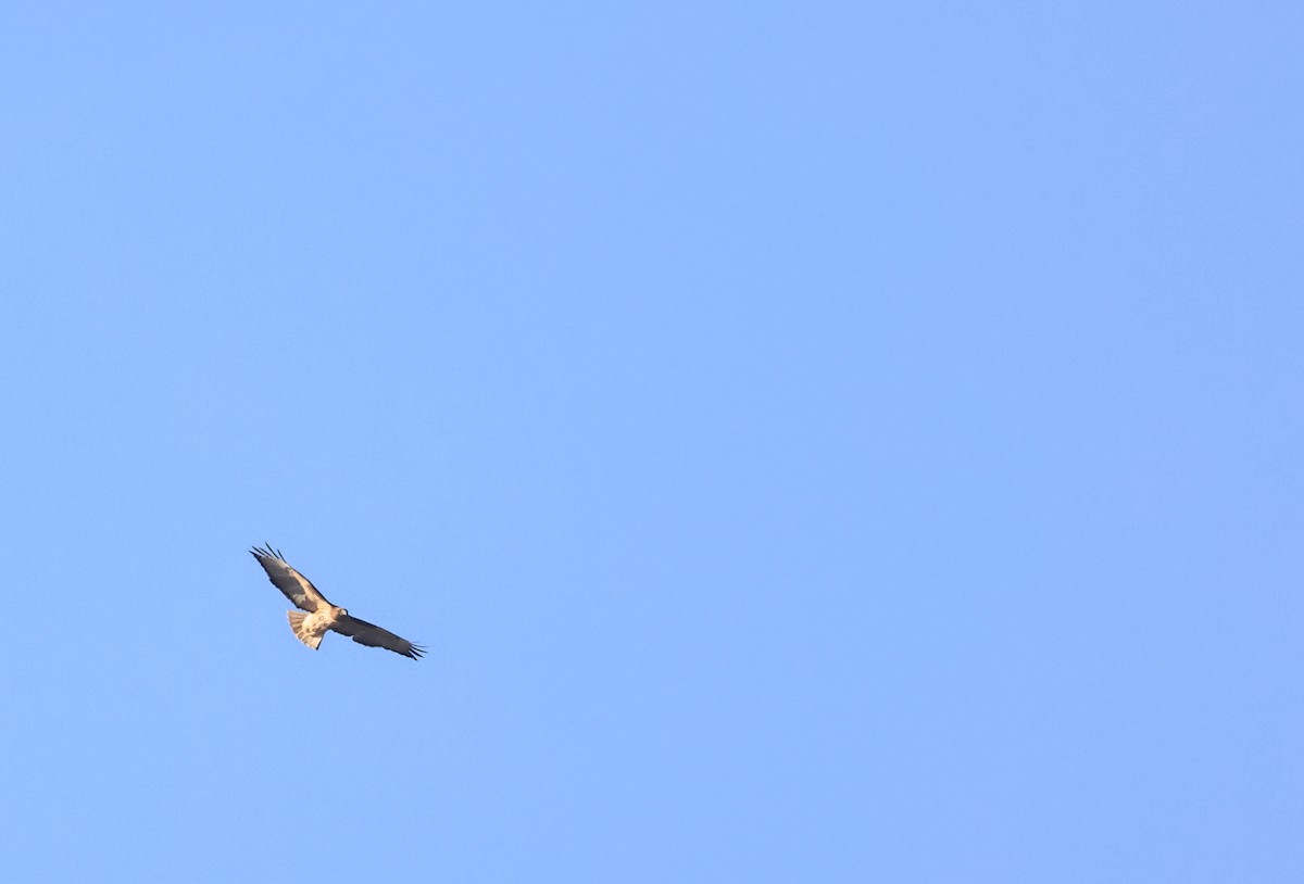 káně rudochvostá - ML644978687