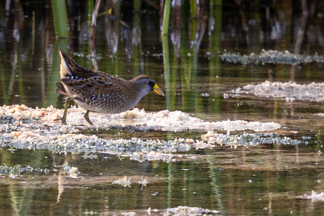 chřástal karolínský - ML644978695