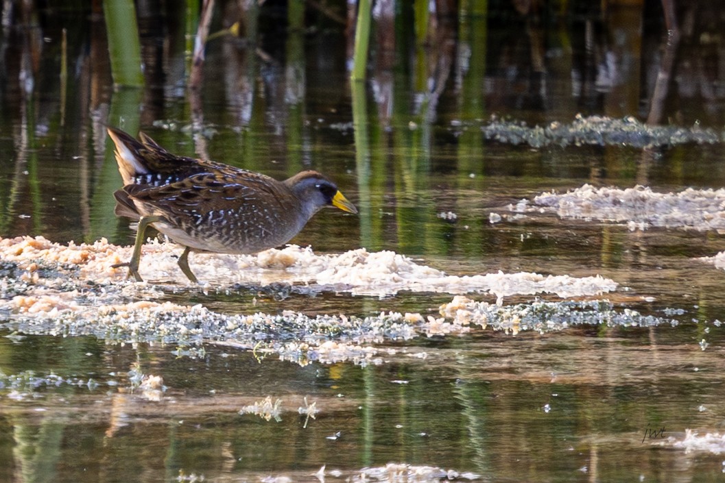 chřástal karolínský - ML644978696