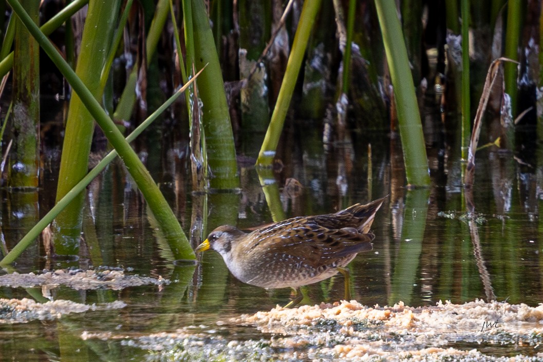 chřástal karolínský - ML644978697