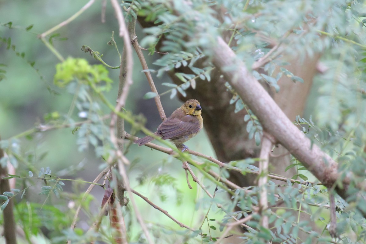 Variable Seedeater - ML644978699
