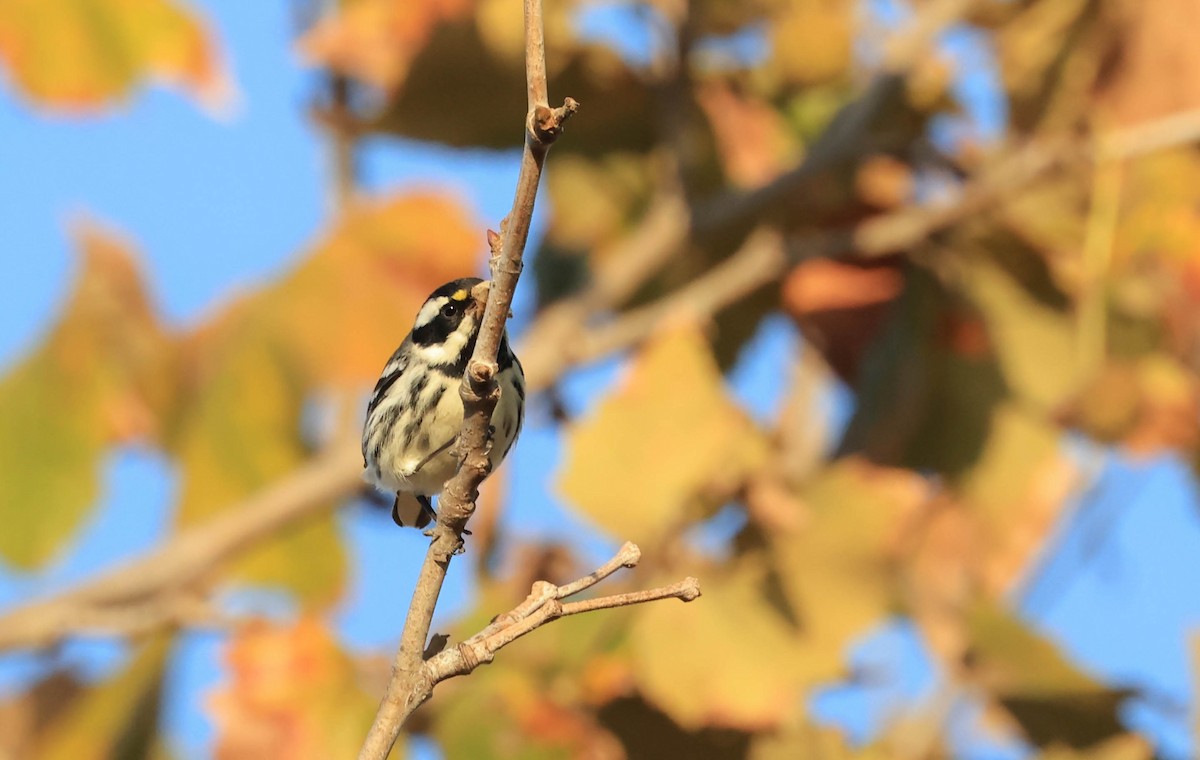 Black-throated Gray Warbler - ML644978700