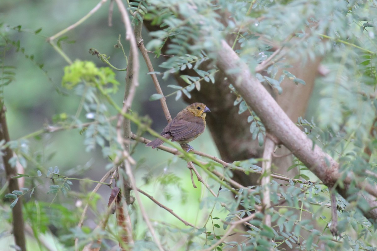 Variable Seedeater - ML644978701