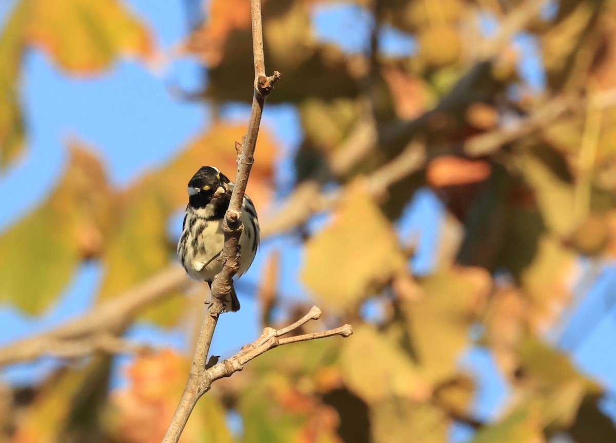 Black-throated Gray Warbler - ML644978703