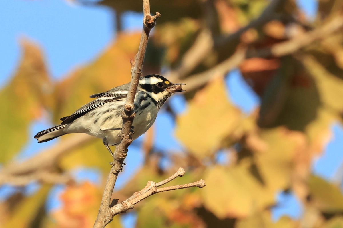 Black-throated Gray Warbler - ML644978704