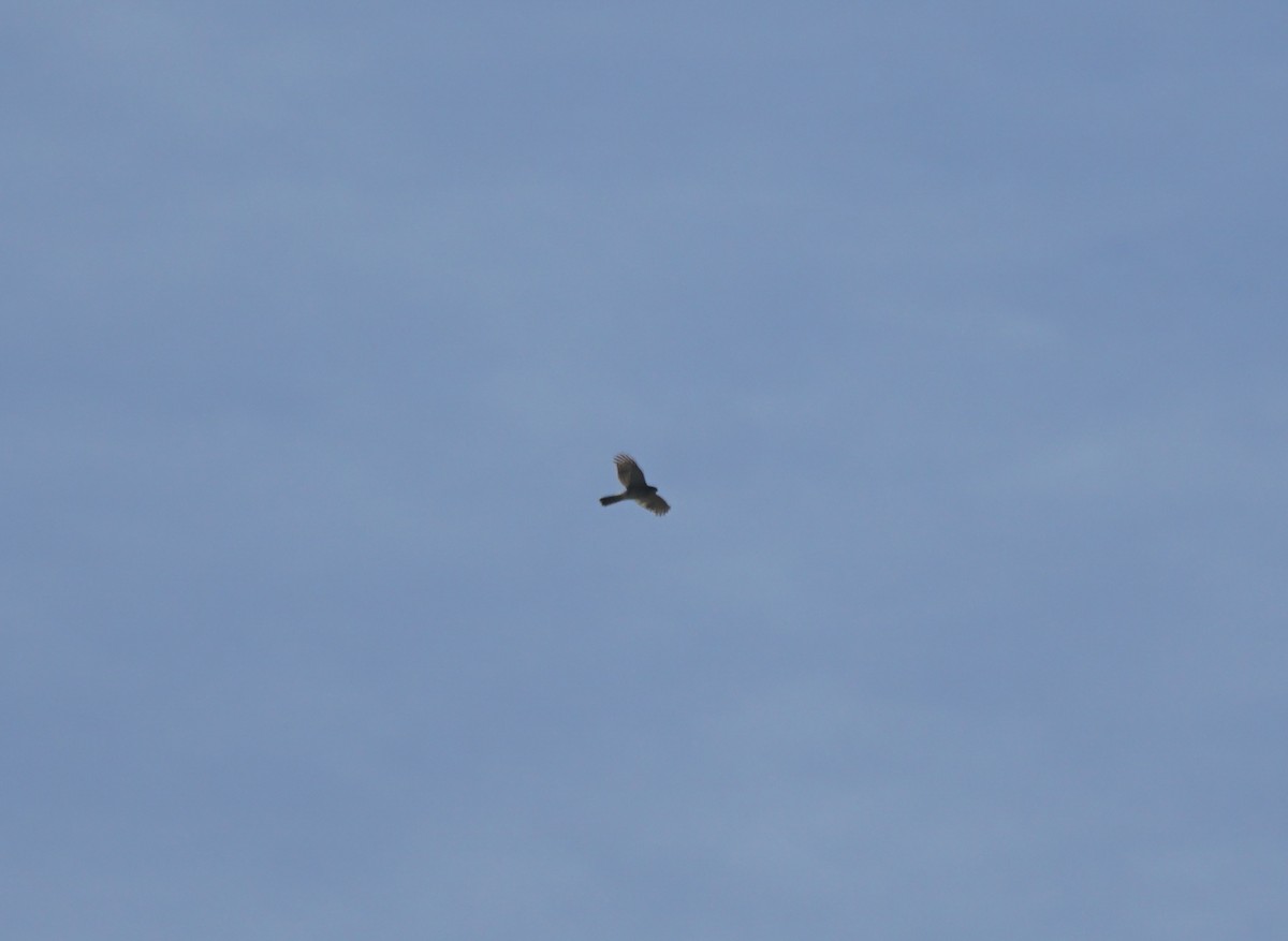 jestřáb americký - ML644978705